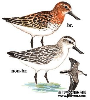 �����ֵ�ͼ��