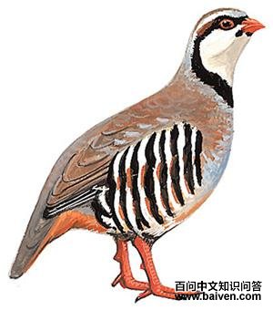 ʯ����ͼ��