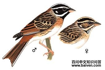 ��ü�c��ͼ��