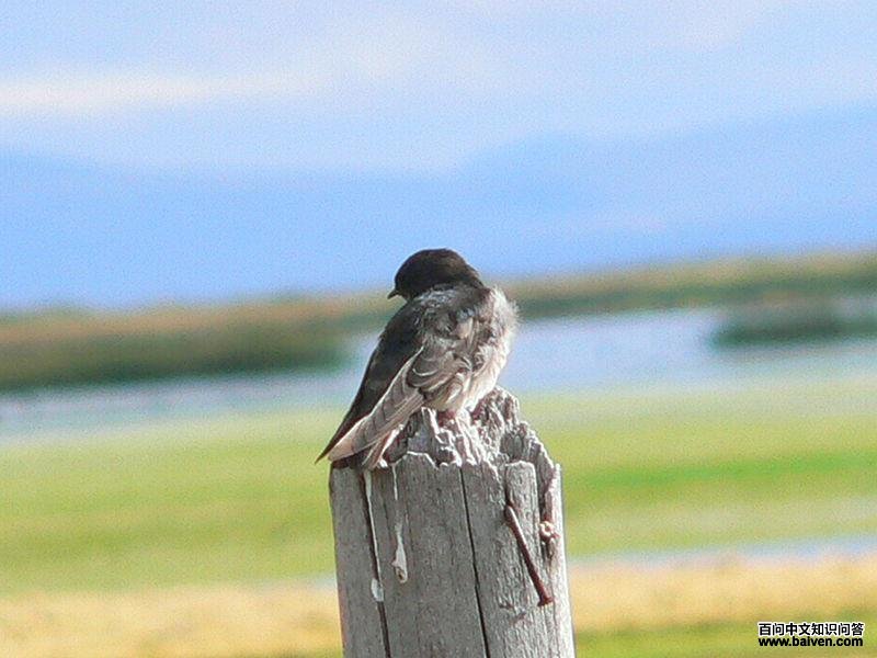 ����˹���ͼƬ