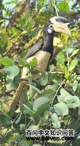 ӡ�ȹڰ�Ϭ��