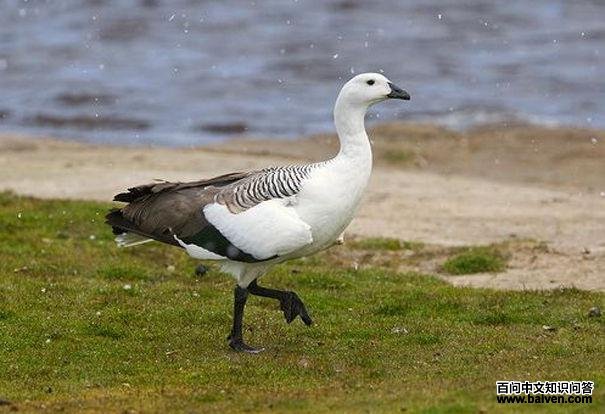 ��в����