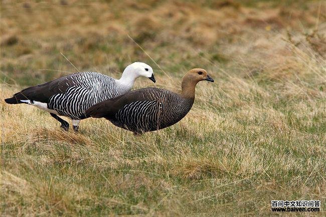 ��в����