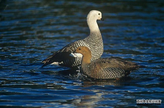 ��в����