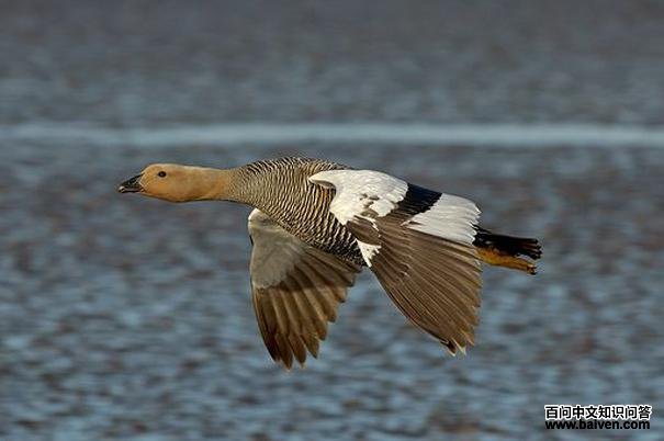 ��в����