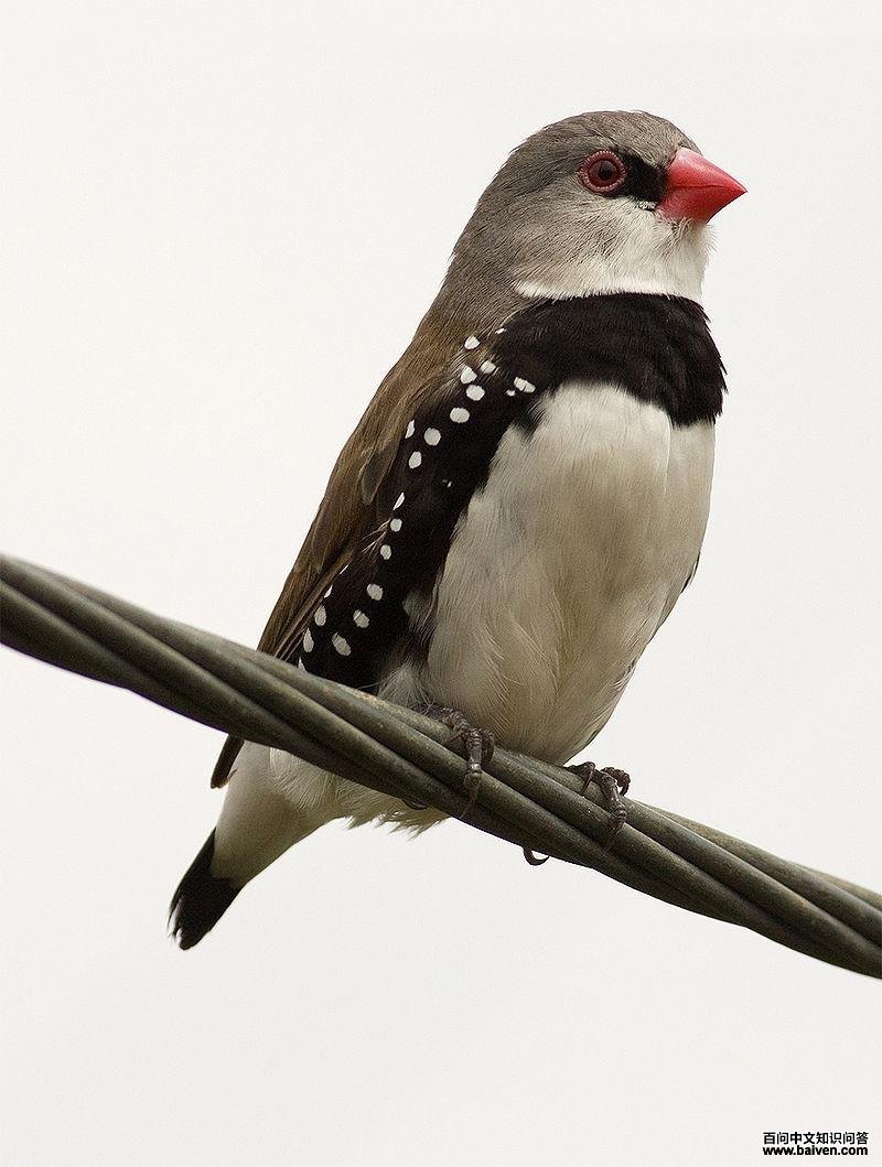 ��в��βȸ��ͼƬ