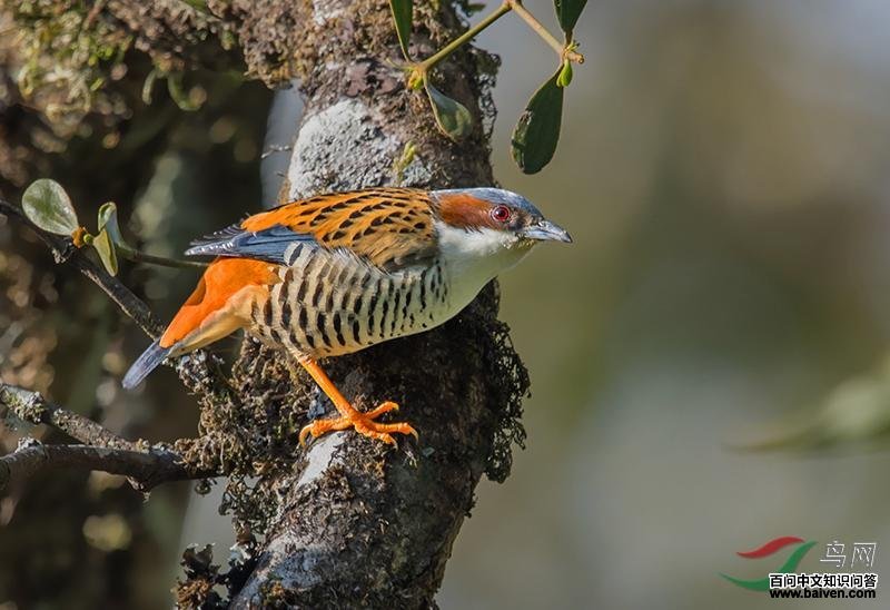 ��в���̵�ͼƬ