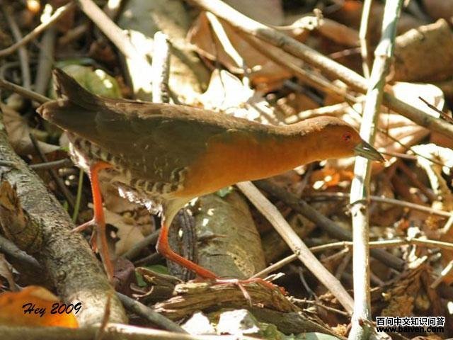 斑胁田鸡 斑胁田鸡的图片