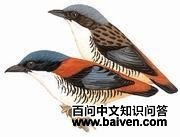 ��в����