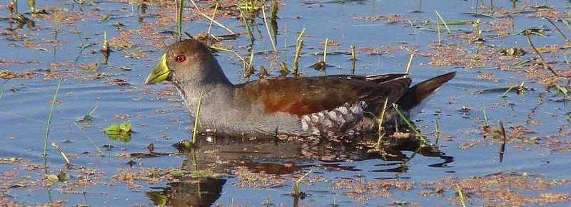 ��вˮ����ͼƬ