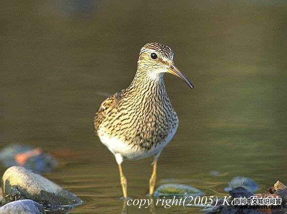 ���ر��֣�����