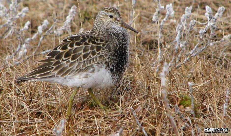 ���ر��֣���ֳ���ز���ɫ�����