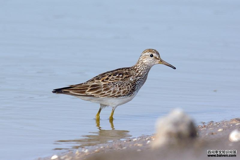 ���ر���