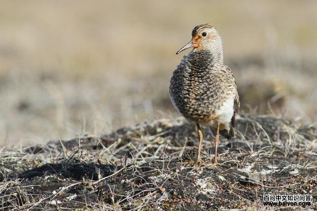 ���ر��֣���ֳ���ز���ɫ�����