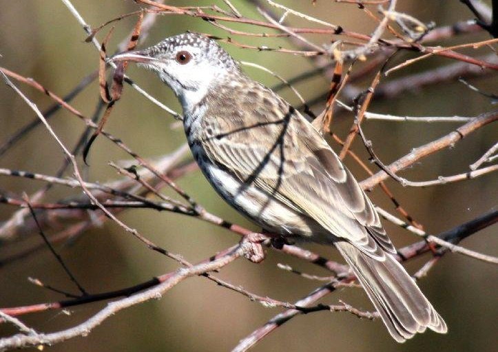 斑胸胶蜜鸟 斑胸胶蜜鸟的图片
