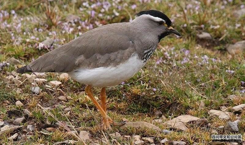 �����󼦵�ͼƬ