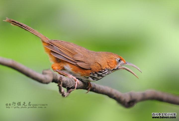 斑胸钩嘴鹛 斑胸钩嘴鹛的图片