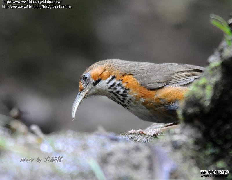 ���ع�����