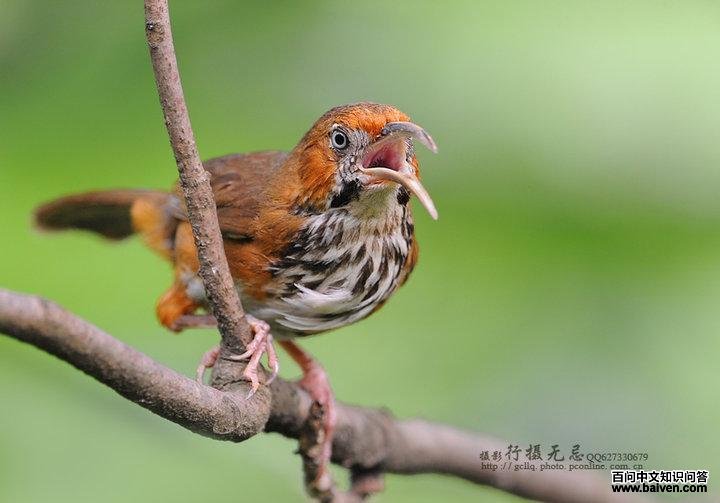 ���ع�����