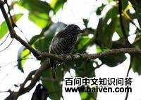 ���ؼ���ľ��