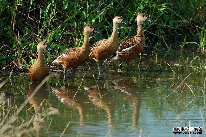 ������Ѽ