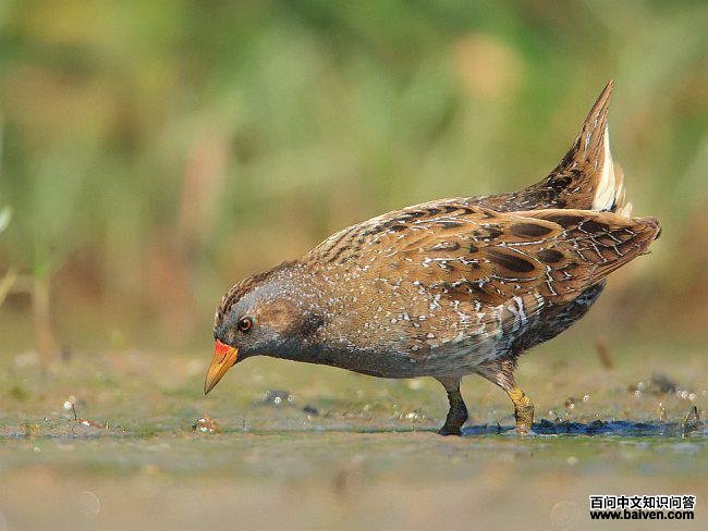 �����Ｆ��ͼƬ