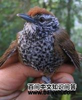 ����έ����