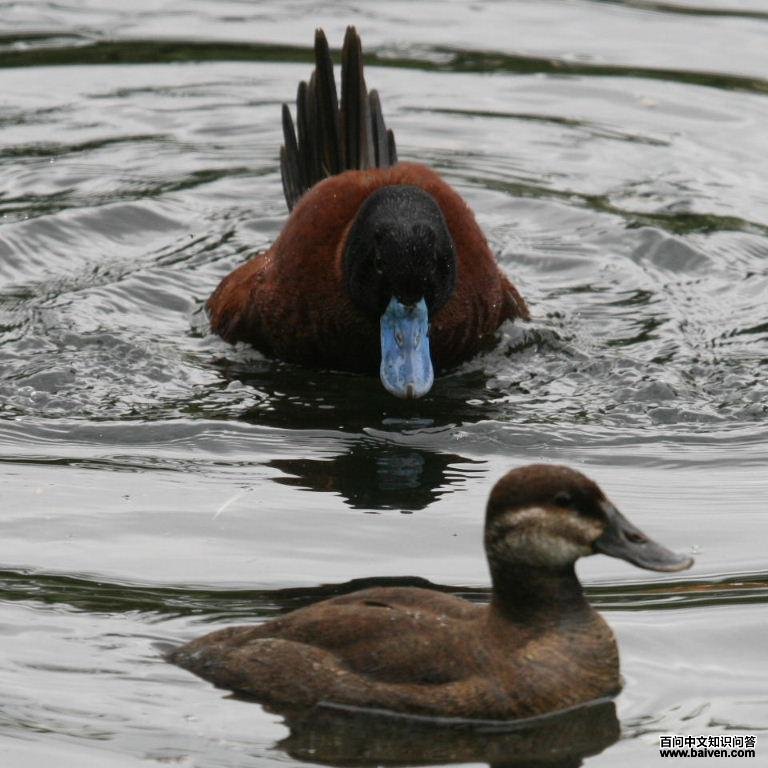 ����˹ӲβѼ