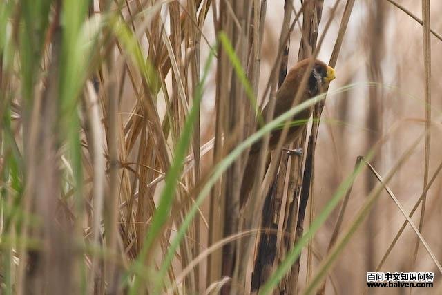 ����ѻȸ��ͼƬ