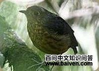 斑胸蚁鸫 斑胸蚁鸫的图片