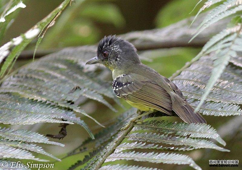 �������V��ͼƬ