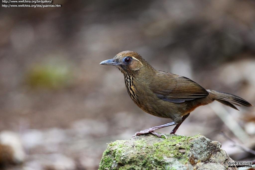 �������̵�ͼƬ