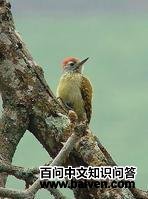 斑胸啄木鸟 斑胸啄木鸟的图片