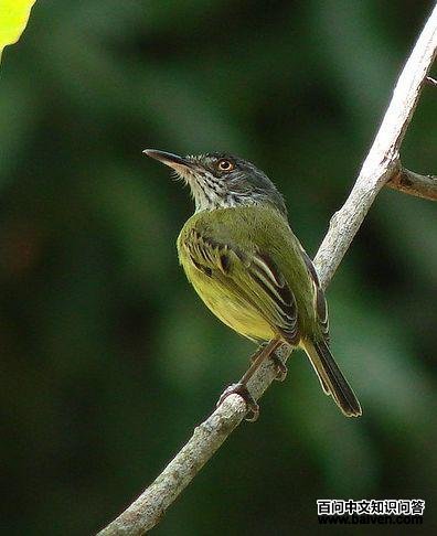 ���ư��l��ͼƬ