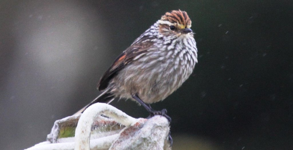 安第斯针尾雀 安第斯针尾雀的图片