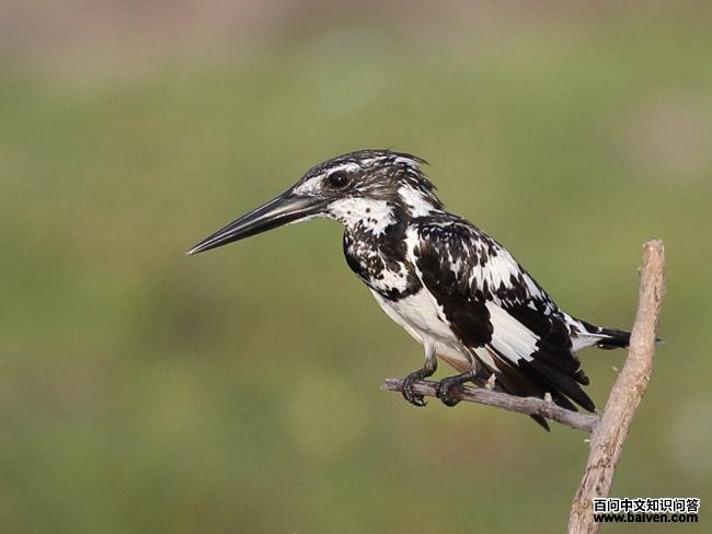 ���㹷��ͼƬ