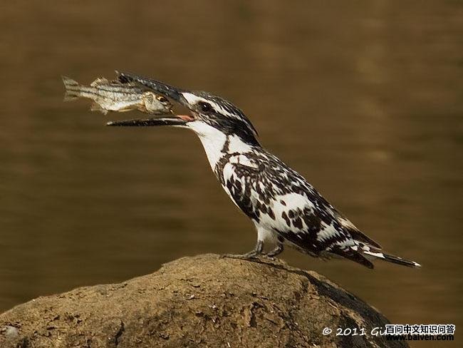 ���㹷����