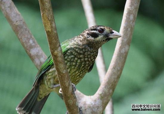 ��԰����