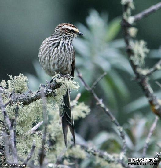 ����˹��βȸ