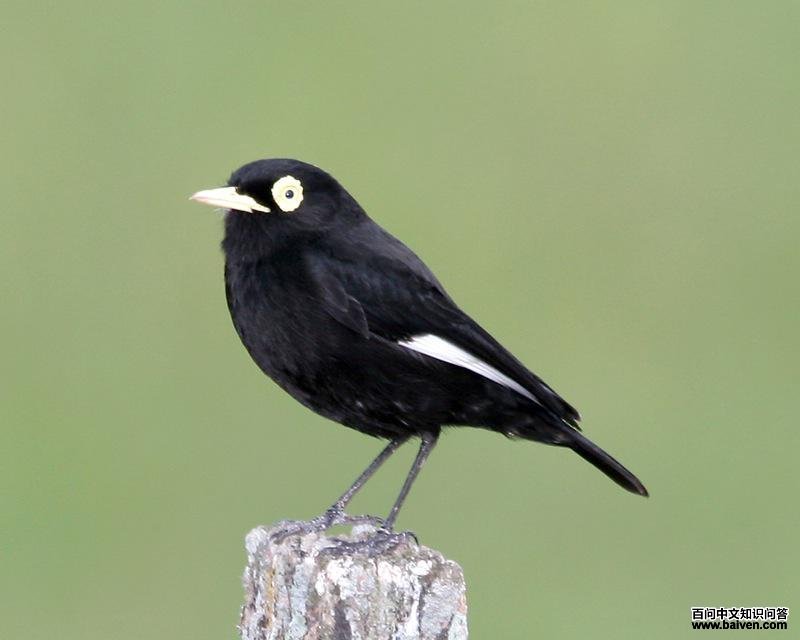 ���۰��l��ͼƬ