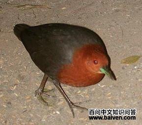 斑秧鸡属 斑秧鸡属的图片