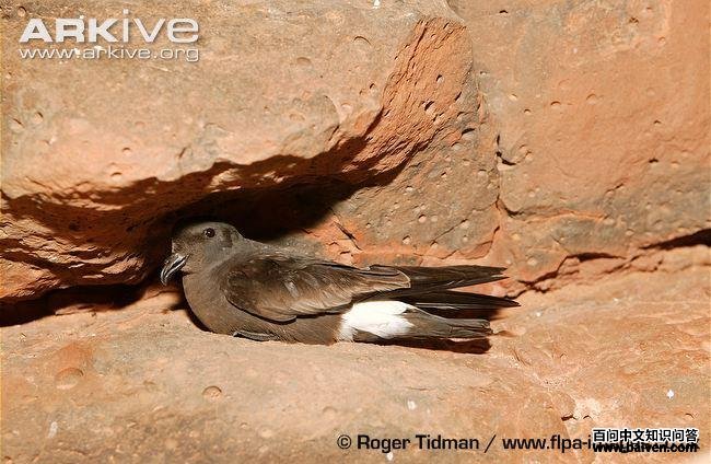 ������β�����ͼƬ