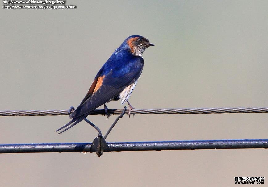 �������ͼƬ