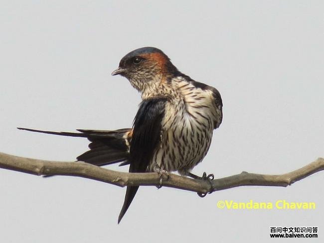 ������mayri����