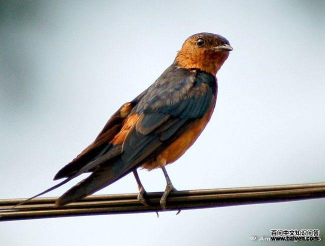 ������badia����