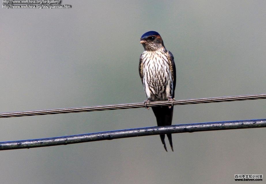 �����࣬��������