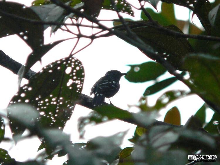 斑蚁鸫 斑蚁鸫的图片
