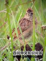 安哥拉歌百灵 安哥拉歌百灵的图片