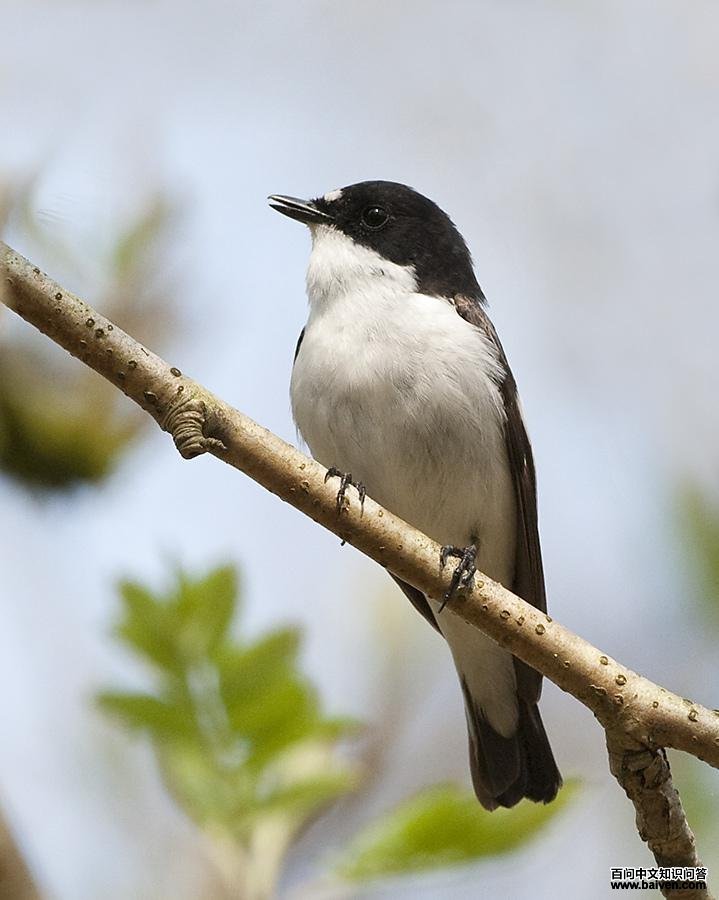 �����l��ͼƬ