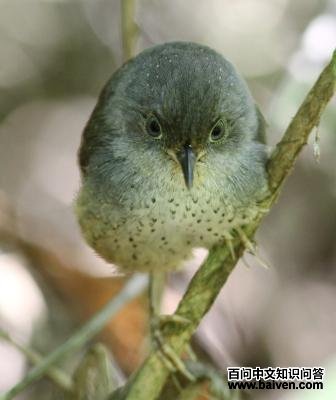 斑竹鹩 斑竹鹩的图片